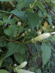 Ipomoea suaveolens