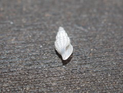 Liracraea odhneri