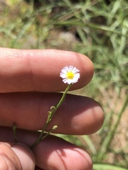 Symphyotrichum subulatum