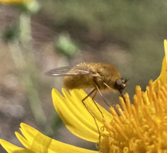 Bombyliinae