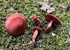 Cortinarius marylandensis