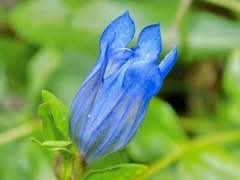Gentiana calycosa