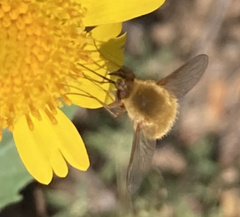 Bombyliinae