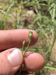 Symphyotrichum subulatum