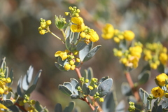 Senna artemisioides alicia