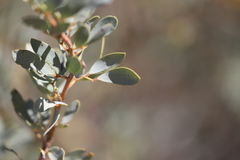 Senna artemisioides alicia