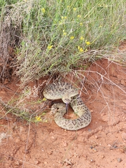Crotalus scutulatus