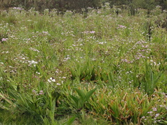 Eriocaulon majusculum