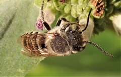 Megachile