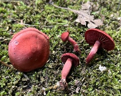 Cortinarius marylandensis