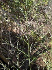 Symphyotrichum subulatum