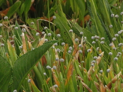 Eriocaulon majusculum