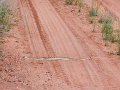 Crotalus scutulatus