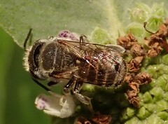 Megachile
