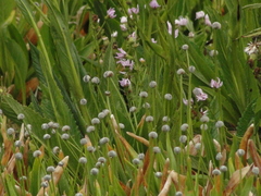 Eriocaulon majusculum