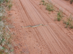 Crotalus scutulatus