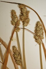 Carex aggregata