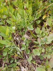 Vaccinium ovalifolium
