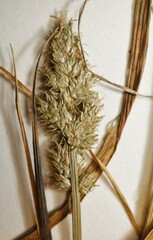 Carex aggregata