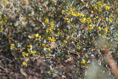 Senna artemisioides alicia