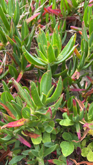 Carpobrotus edulis