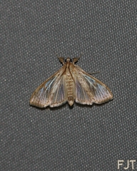 Asciodes gordialis