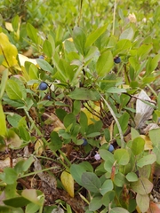 Vaccinium ovalifolium