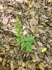 Sceptridium dissectum