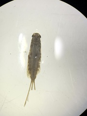 Ephemeroptera
