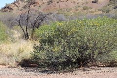 Senna artemisioides alicia