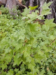 Ribes laxiflorum