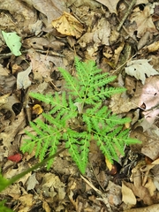 Sceptridium dissectum