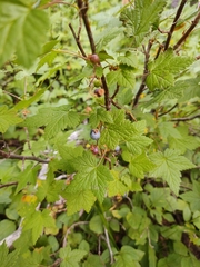 Ribes laxiflorum