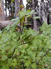 Ribes laxiflorum
