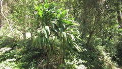 Cordyline