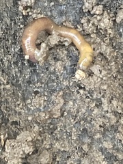 Lumbricus terrestris