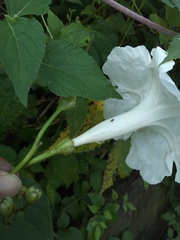 Ipomoea suaveolens