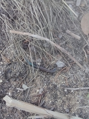 Plestiodon tetragrammus brevilineatus