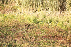 Agelaioides badius