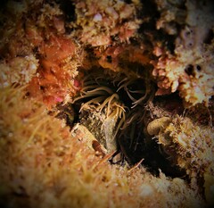 Isanemonia australis