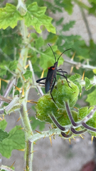 Phthiacnemia picta