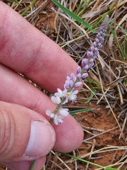 Polygala alba