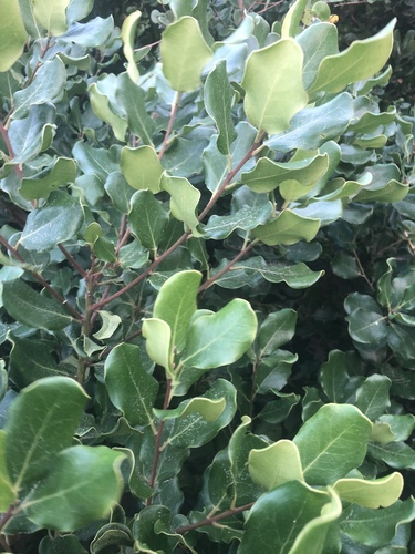 Euclea natalensis subsp. rotundifolia image