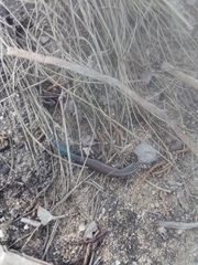Plestiodon tetragrammus brevilineatus
