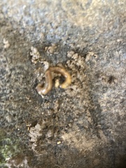 Lumbricus terrestris