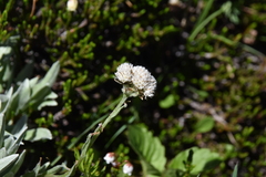 Antennaria lanata