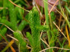 Lycopodium lagopus