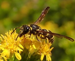 Ancistrocerus adiabatus