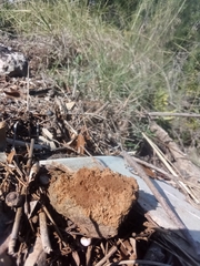 Pisolithus arenarius