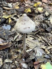 Macrolepiota ameriprocera